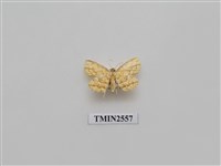 藏品(尺蛾54)的圖片